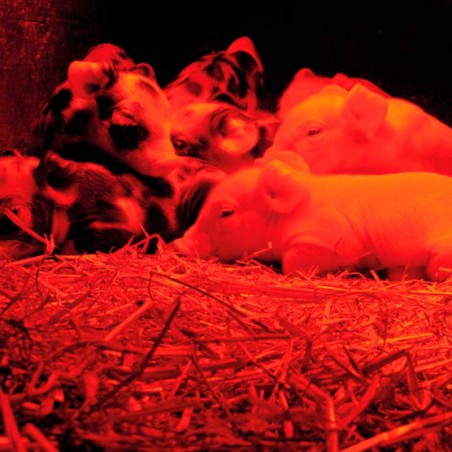 Portalampada per infrarossi