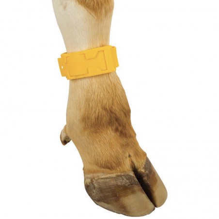 Cinturini per caviglia bovini