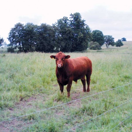 Anello toro in acciaio