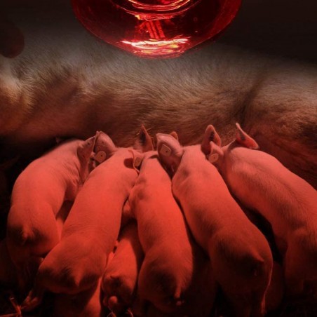 Lampadina riscaldante