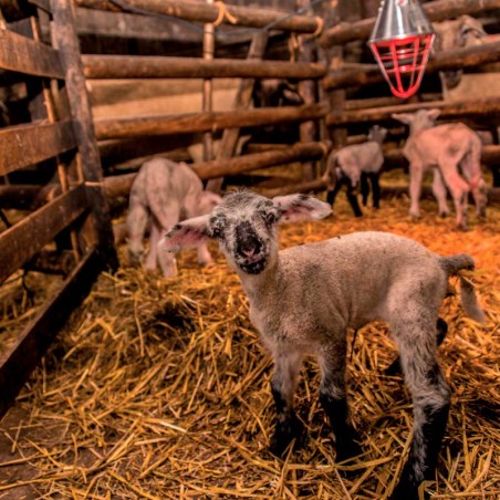 Lampadina riscaldante